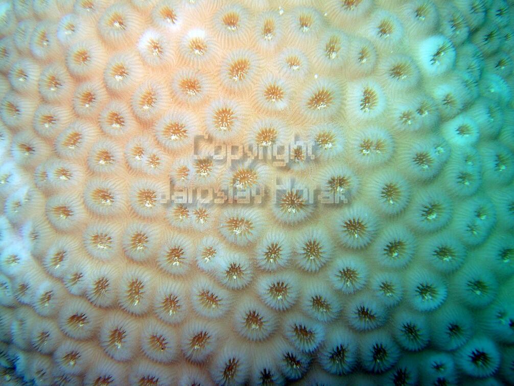DSCF8159 koral detail